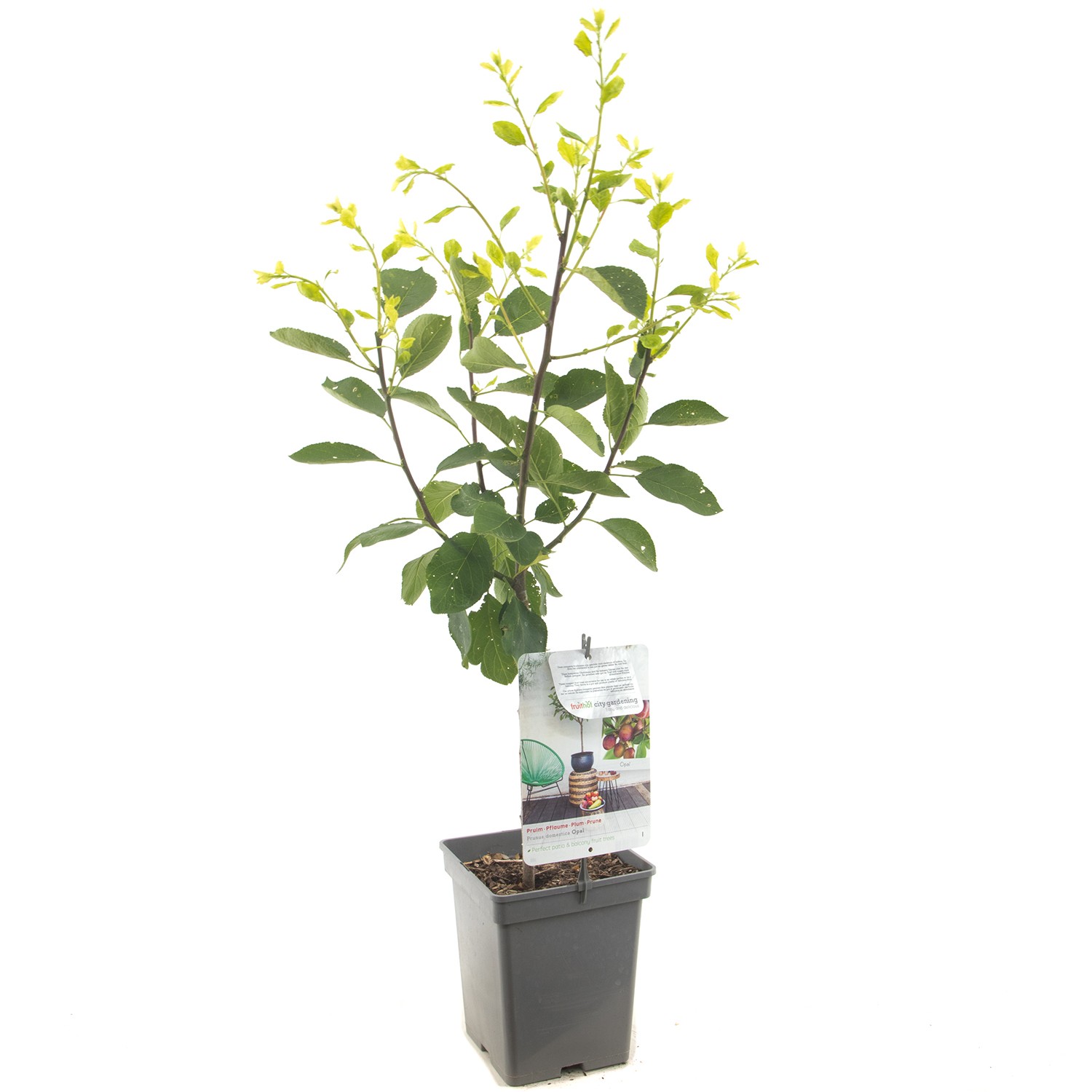 Prunus domestica Opal Pruim Patio fruitplant Fruithof - Fruithof