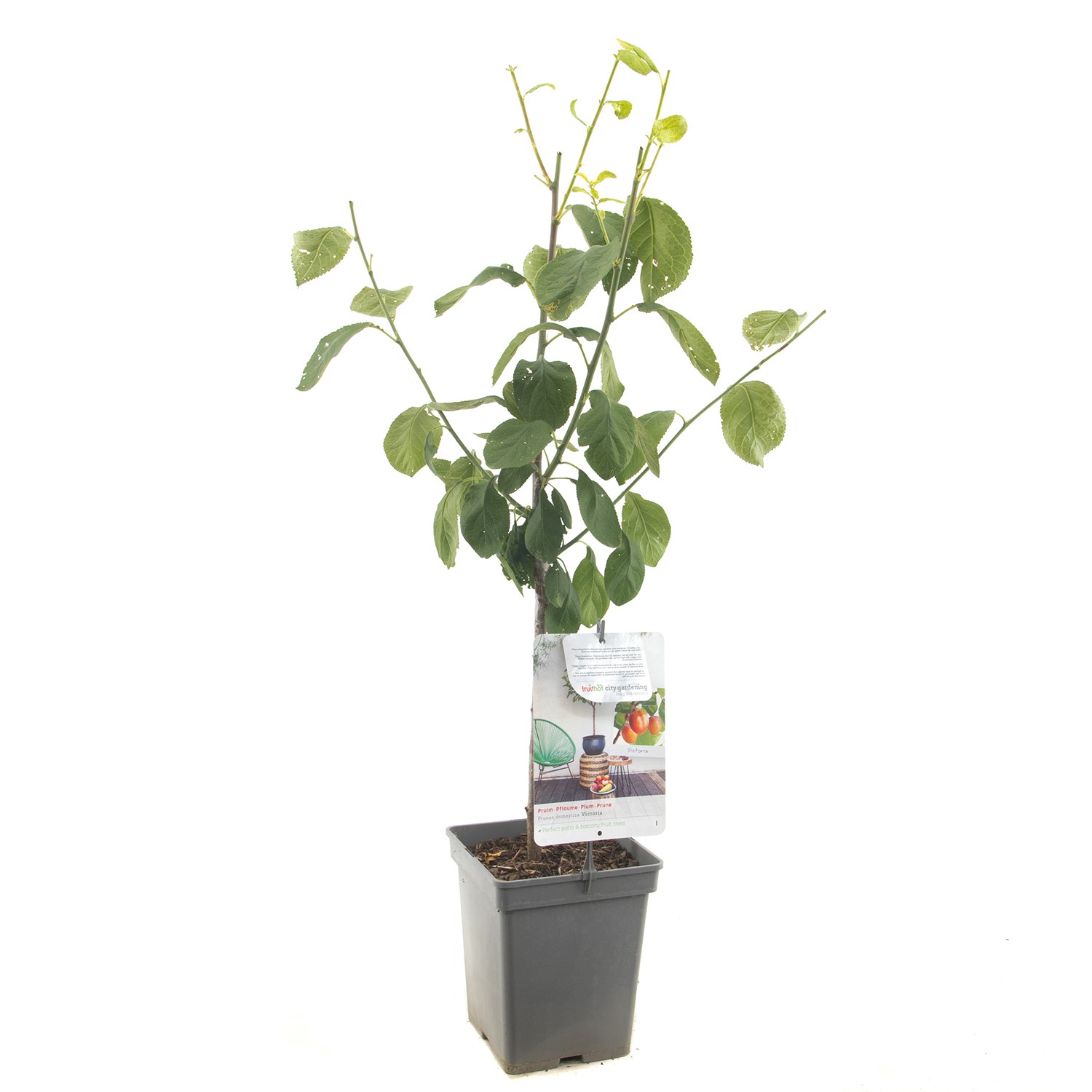 https://cdn.warentuin.nl/media/catalog/product/1/7/1778717755061041_fruithof_fruitplant_prunus_domestica_victoria_pruim_patio_dbf0.jpg