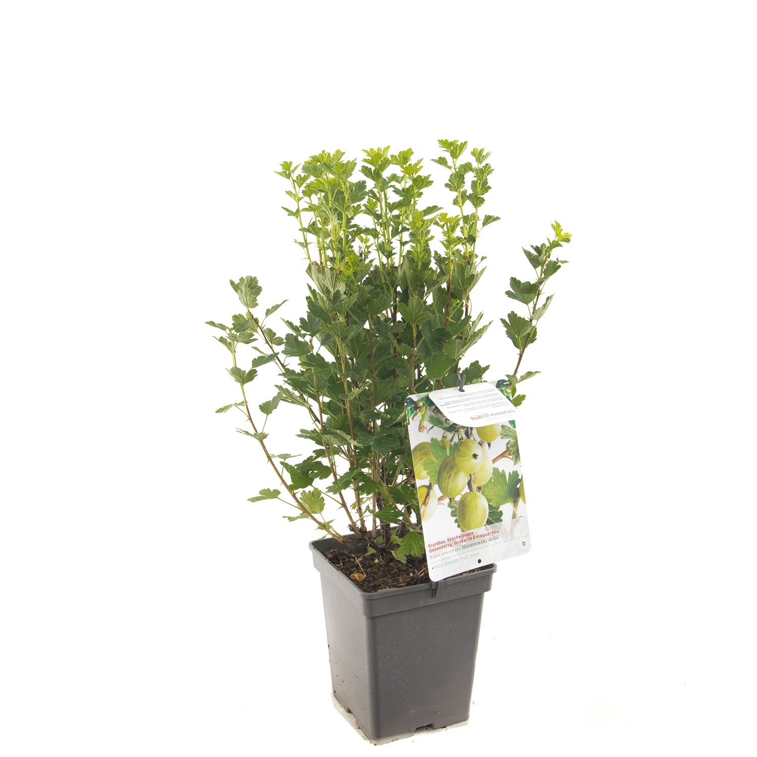 https://cdn.warentuin.nl/media/catalog/product/1/7/1778717755062789_fruithof_fruitplant_ribes_uva_crispa_hinnonmaki_gron_gele_krui_1f75.jpg