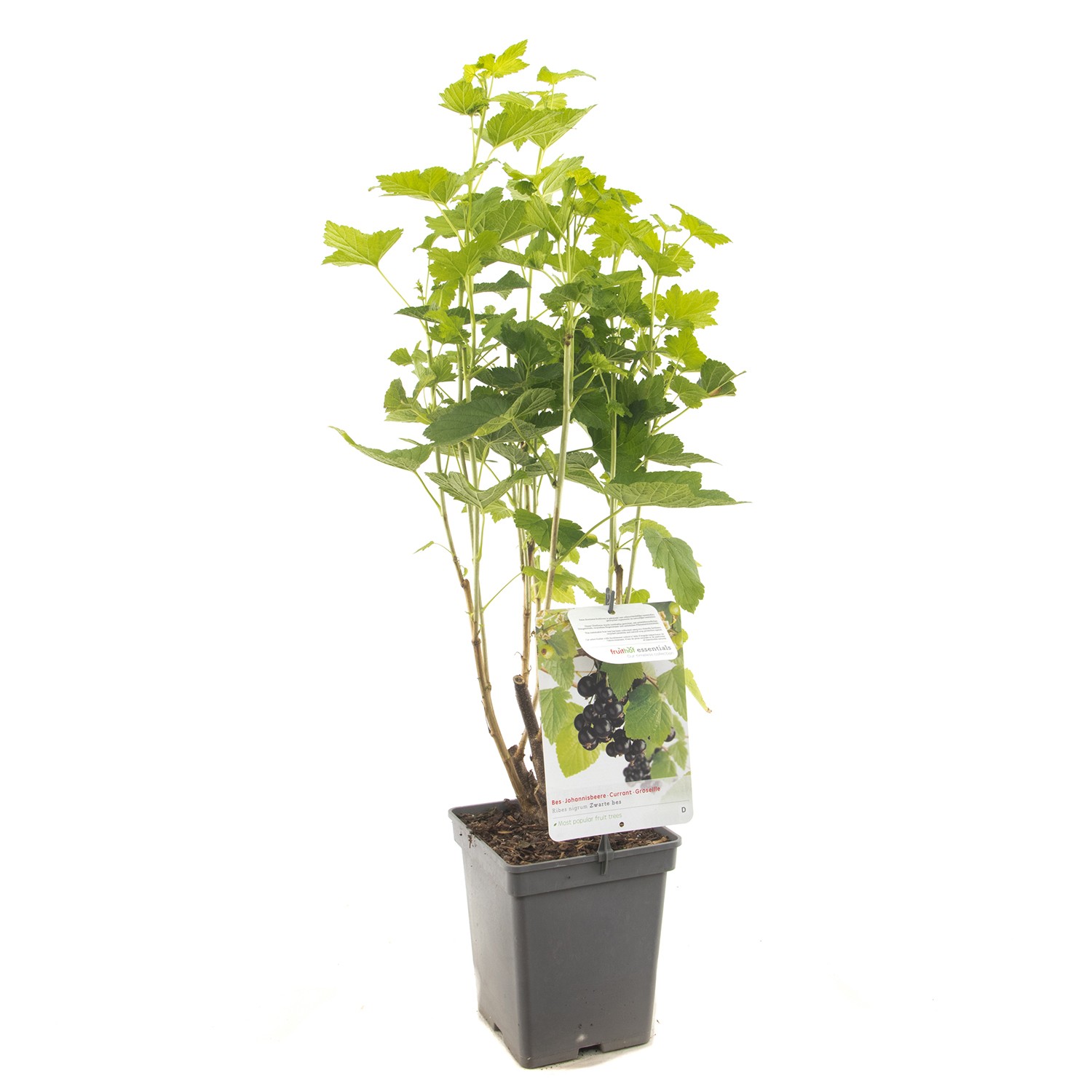 Ribes nigrum Titania (zwarte bes) fruitplant Fruithof - Fruithof