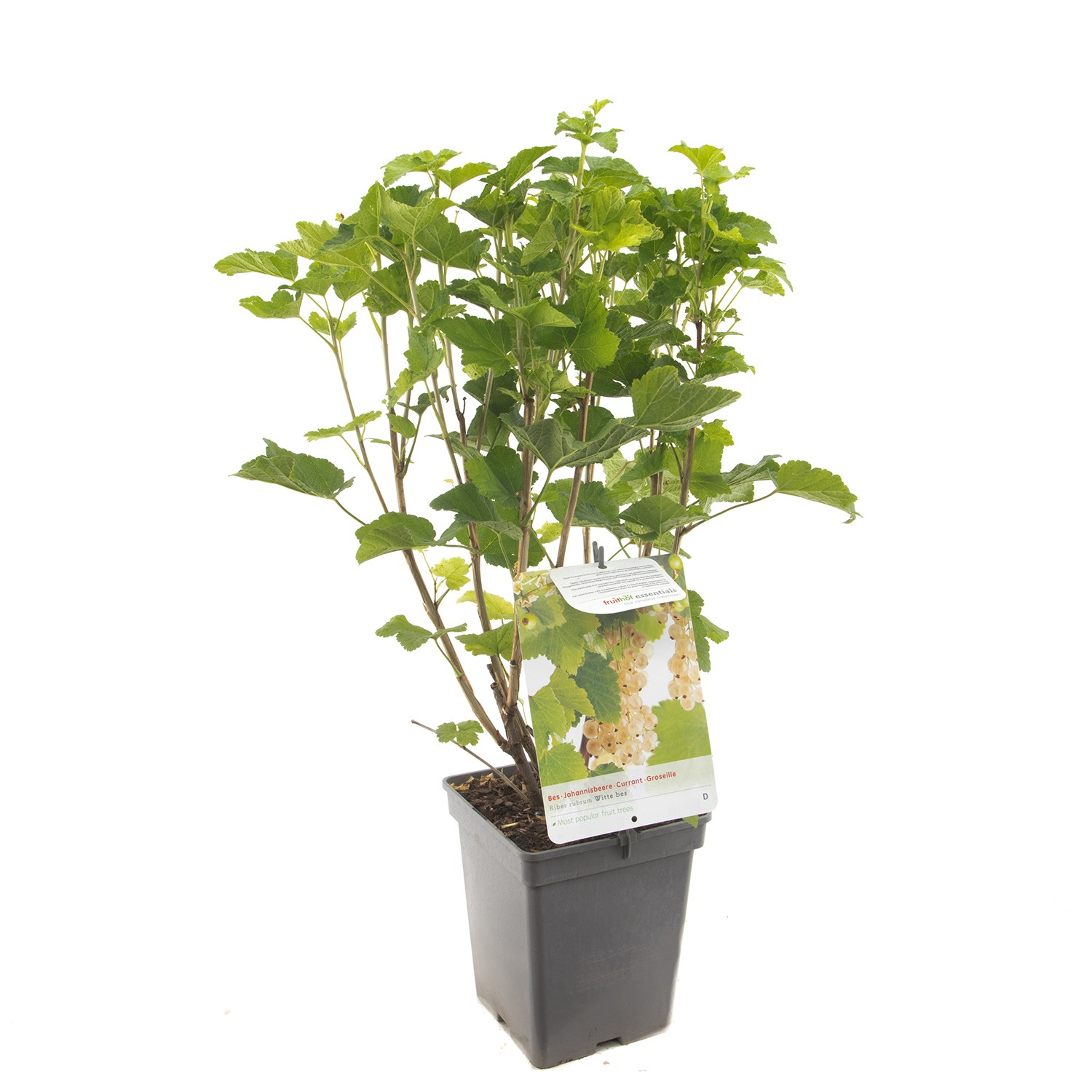Ribes rubrum Witte bes Witte bes fruitplant Fruithof - Fruithof