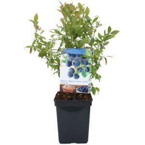 https://cdn.warentuin.nl/media/catalog/product/1/7/1778717755062949_eurofleur_tuinaccesoires_vaccinium_corymbosum_blauwe_bes_8d80.jpg
