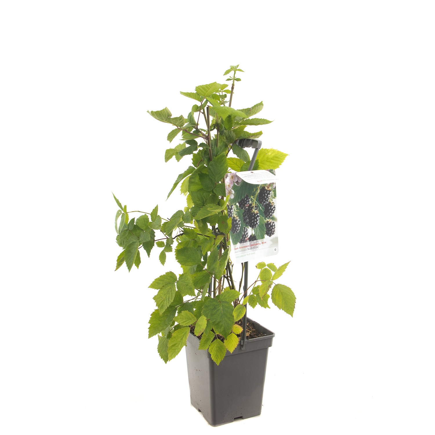 Rubus Fruticosus Black Satin Doornloze zwarte braam draagbeugel fruitplant Fruithof - Fruithof
