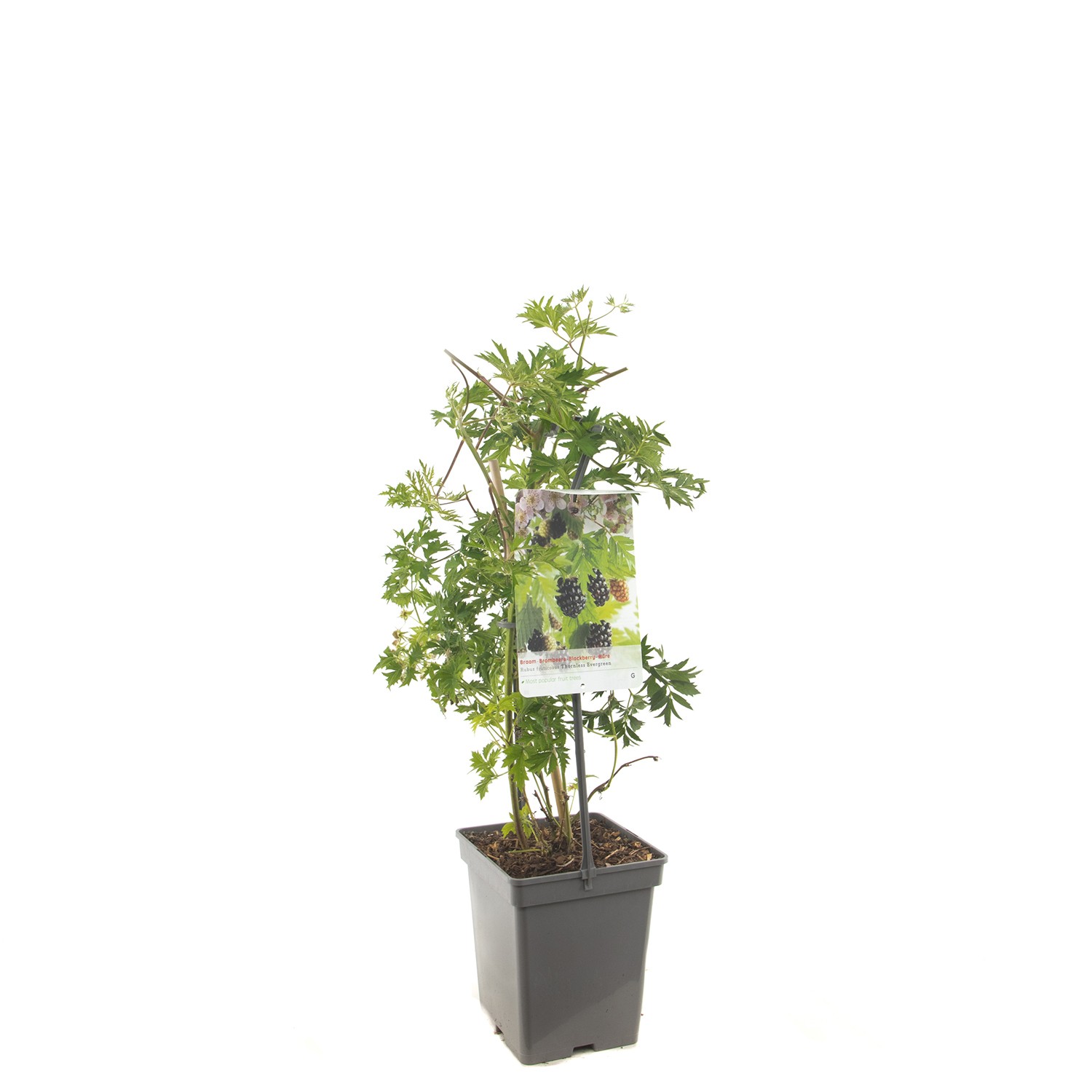 Rubus fruticosus Thornless Evergreen Doornloze braam draagbeugel fruitplant Fruithof - Fruithof