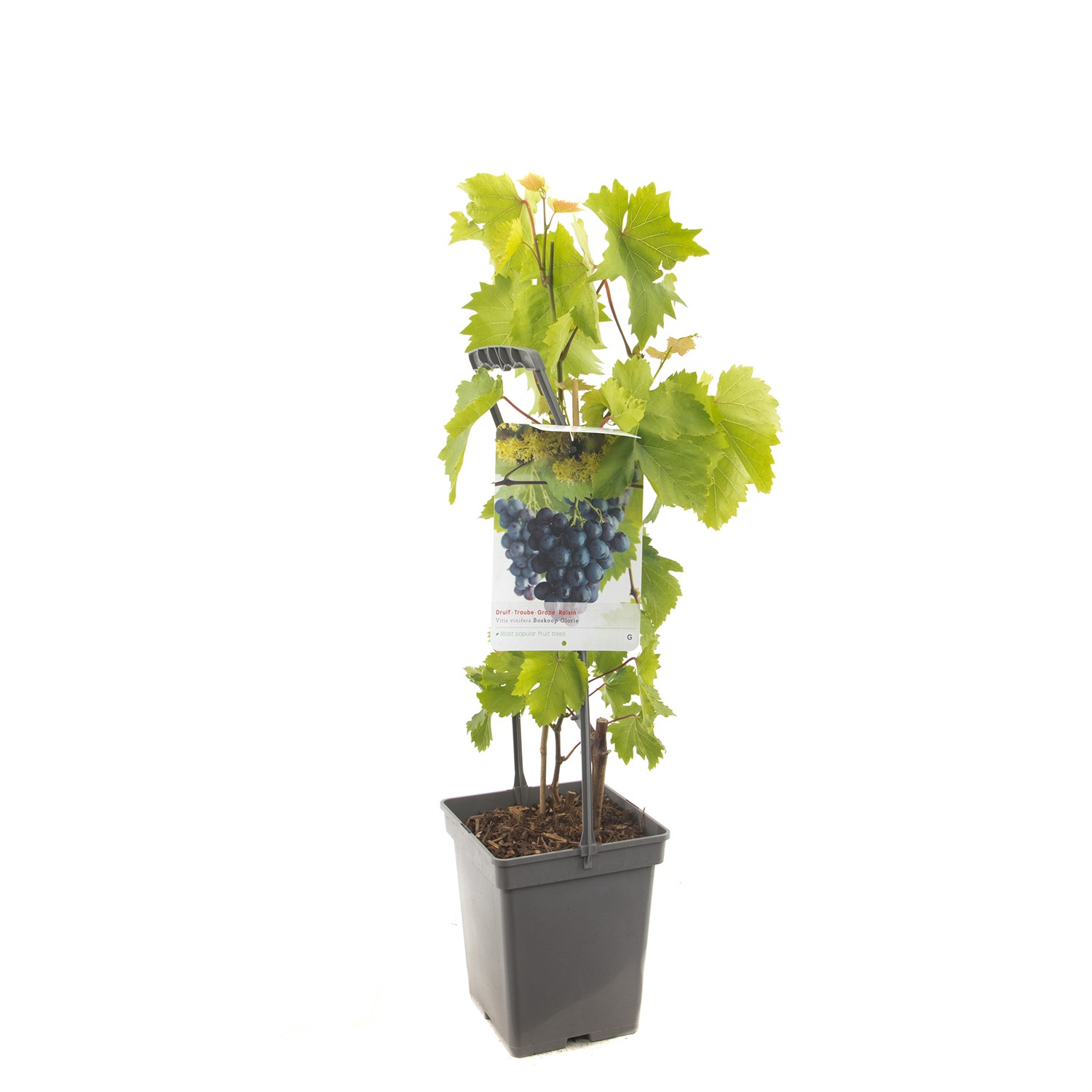 Fruithof Vitis vinifera Boskoop Glorie Blauwe druif draagbeugel fruitplant  - 