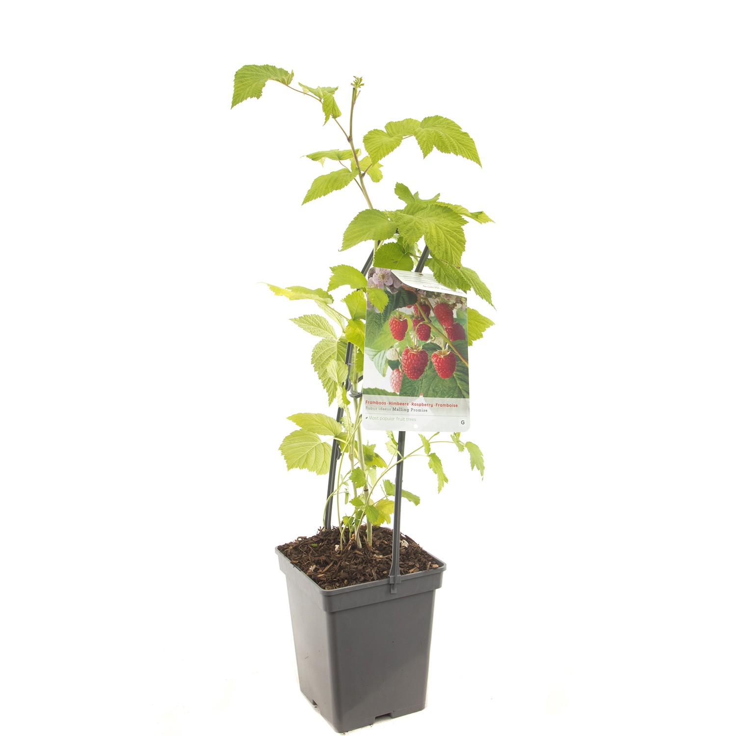 Rubus idaeus Malling Promise Framboos draagbeugel fruitplant Fruithof - Fruithof
