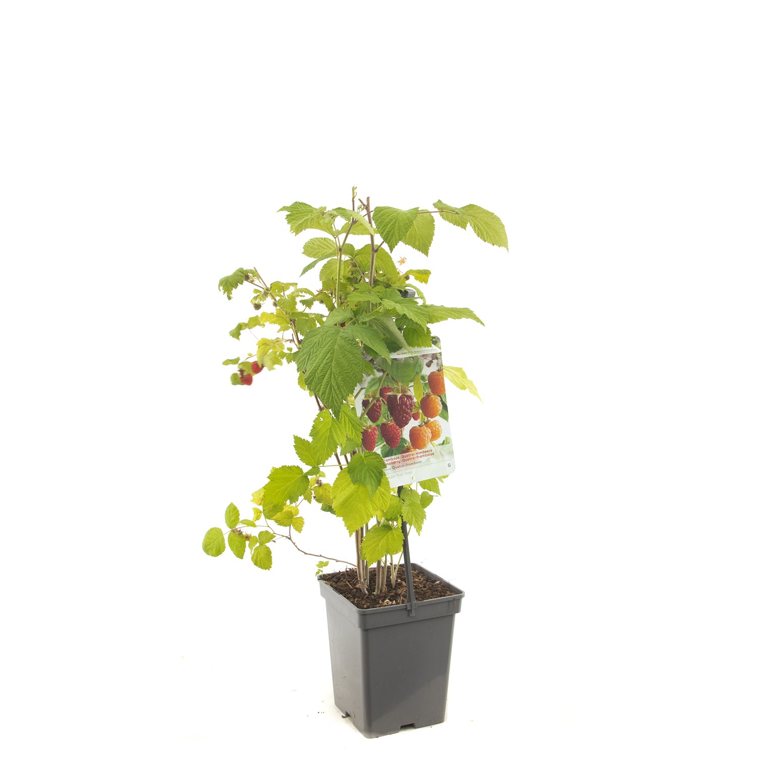 Rubus idaeus Quatro-framboos Autumn Bliss / Malling Promise / Fallgold / Heritage draagbeugel fruitplant Fruithof - Fruithof