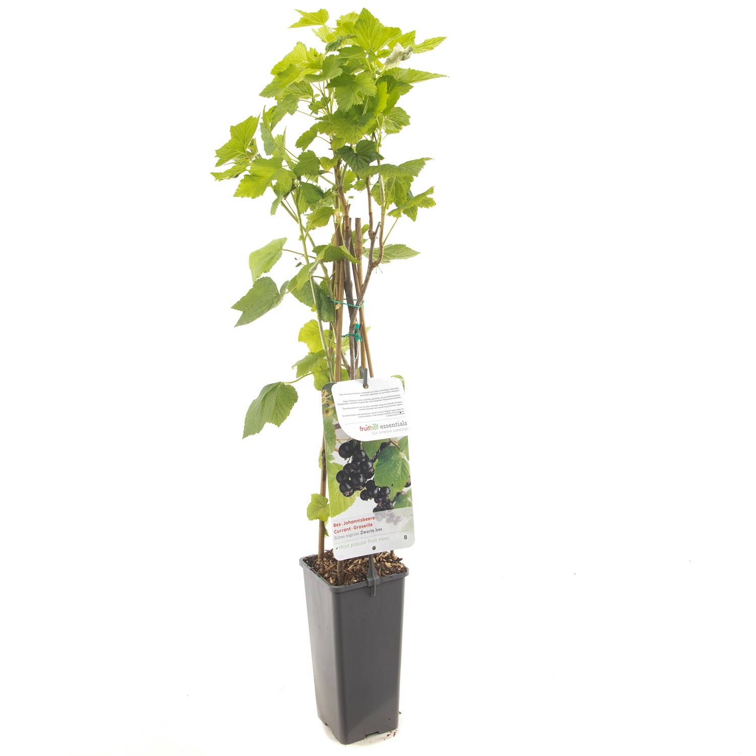 Ribes nigrum Titania (zwarte bes) fruitplant Fruithof - Fruithof