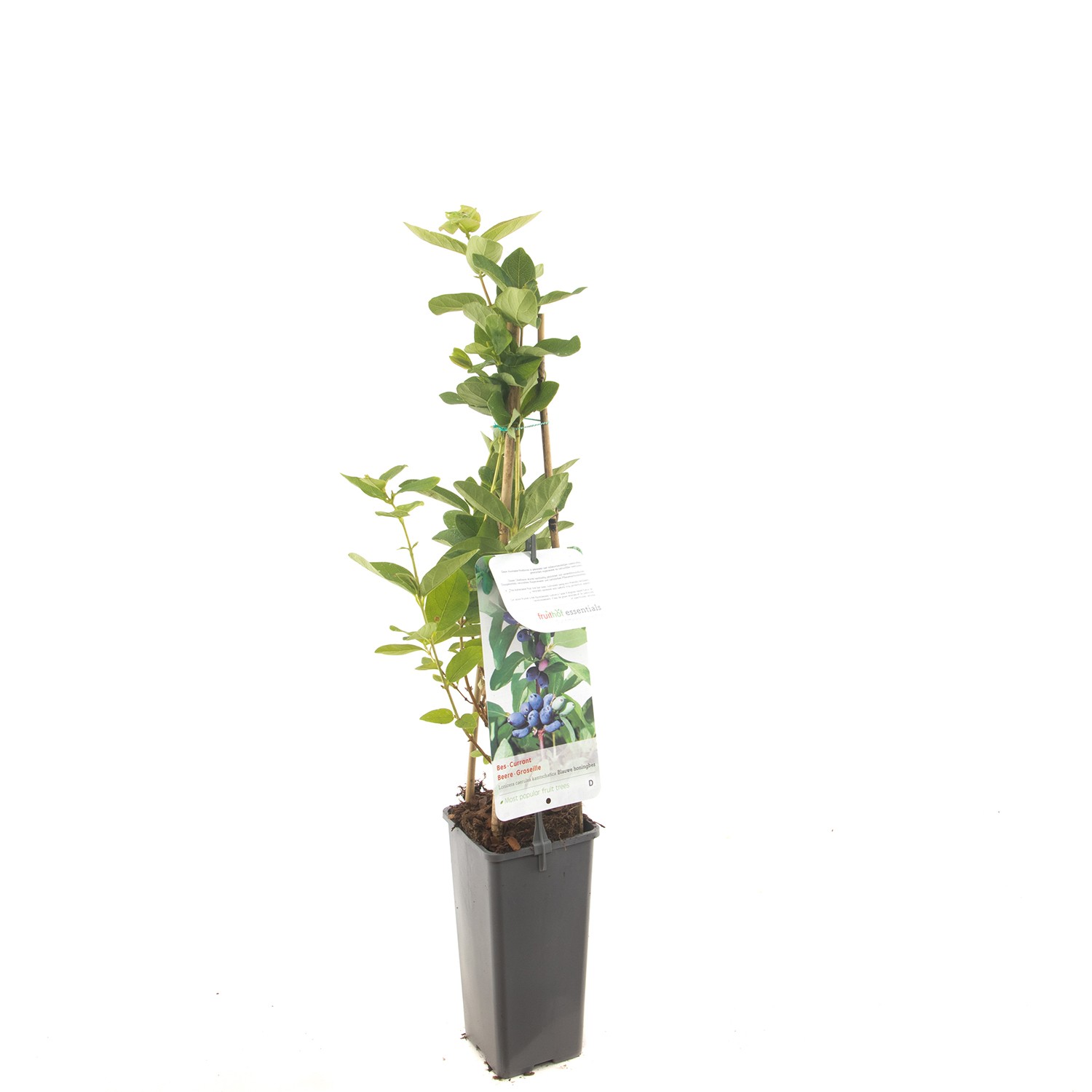 Lonicera caerulea kamtschatica Blauwe honingbes fruitplant Fruithof - Fruithof