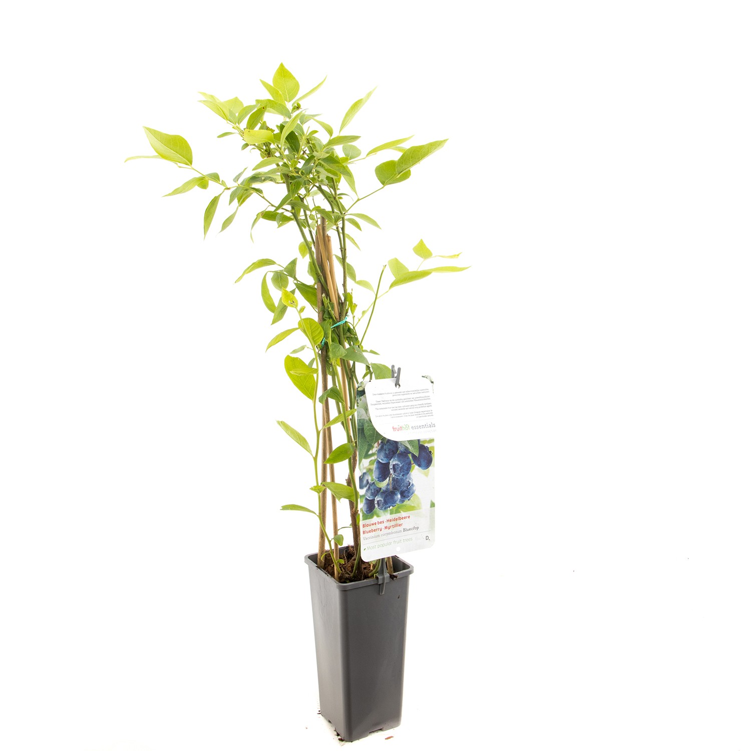 https://cdn.warentuin.nl/media/catalog/product/1/7/1778717755064110_fruithof_fruitplant_vaccinium_corymbosum_bluecrop_blauwe_bes_e282.jpg