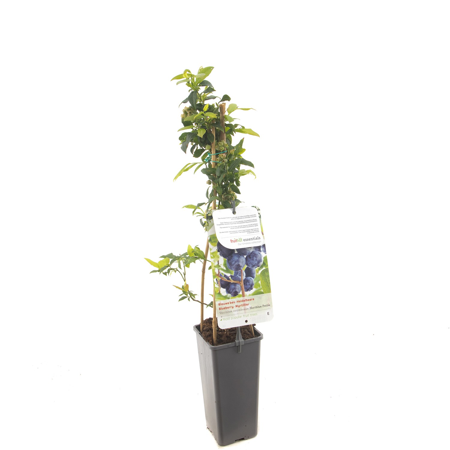 Vaccinium corymbosum Hortblue Petite Blauwe bes fruitplant Fruithof - Fruithof