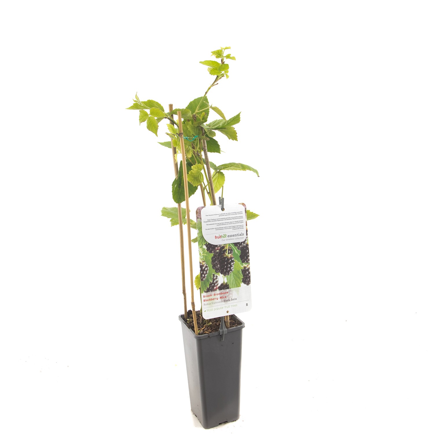 https://cdn.warentuin.nl/media/catalog/product/1/7/1778717755064165_fruithof_fruitplant_rubus_fruticosus_black_satin_doornloze_zwa_848d.jpg