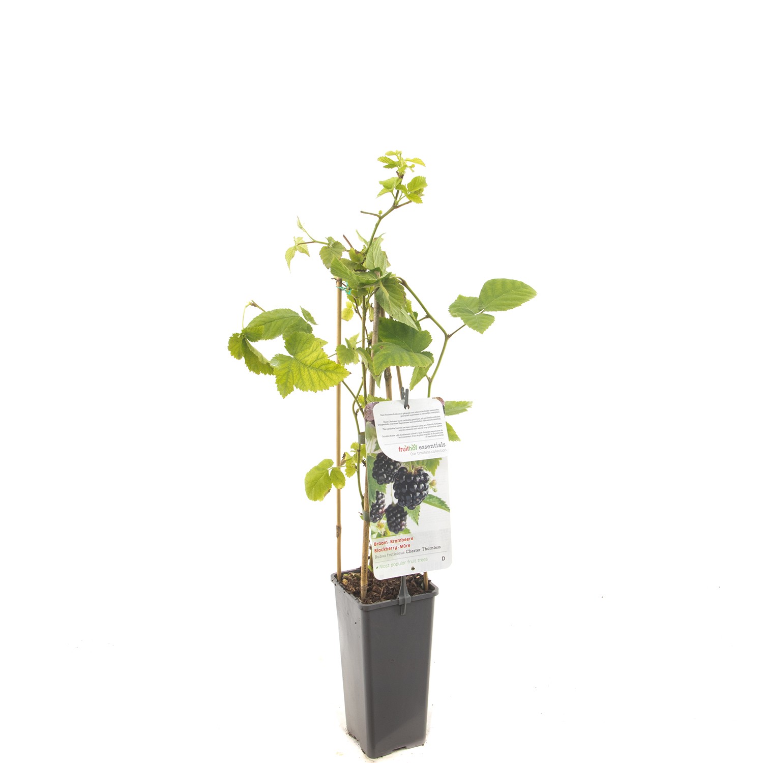 https://cdn.warentuin.nl/media/catalog/product/1/7/1778717755064172_fruithof_fruitplant_rubus_fruticosus_chester_thornless_doornlo_bd34.jpg