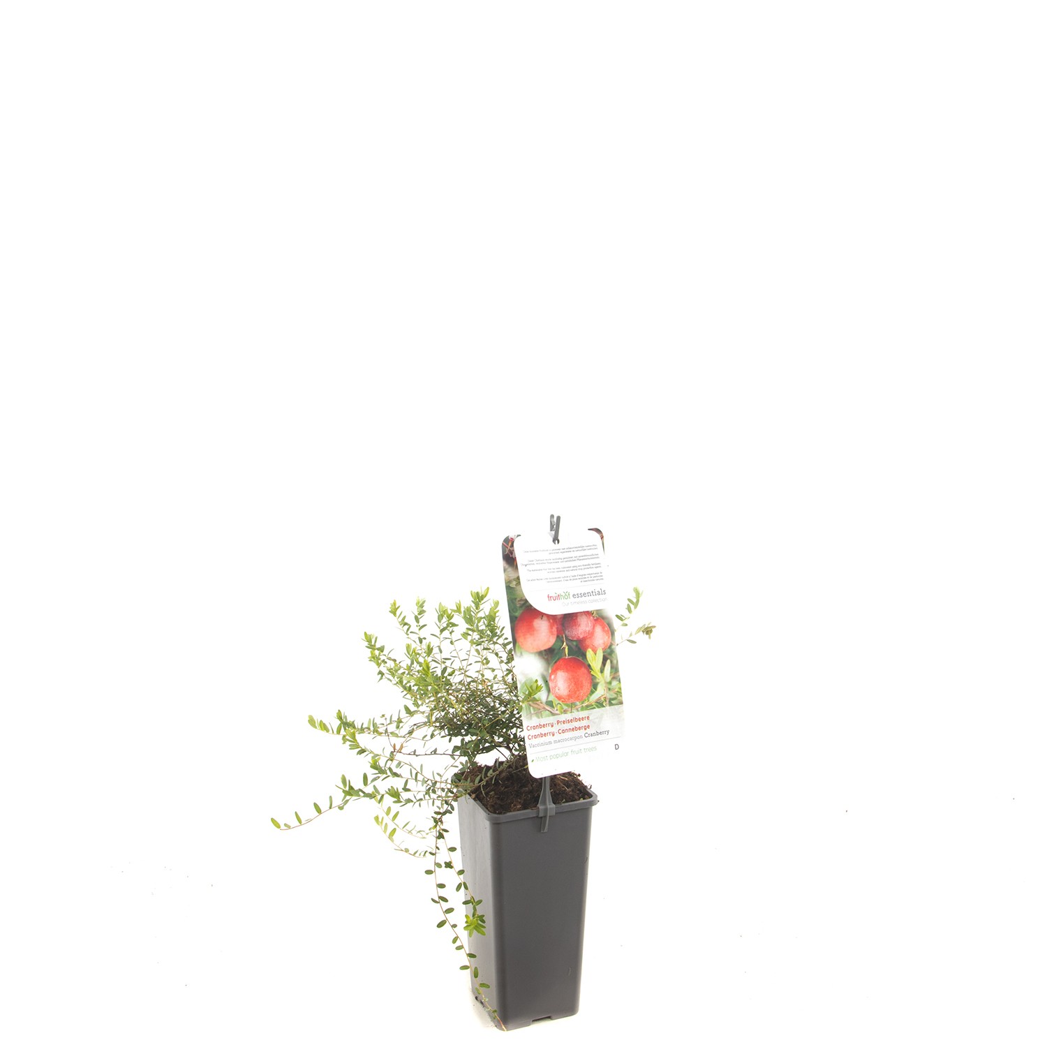 https://cdn.warentuin.nl/media/catalog/product/1/7/1778717755064264_fruithof_fruitplant_vaccinium_macrocarpon_cranberry_cranberry_0b7c.jpg
