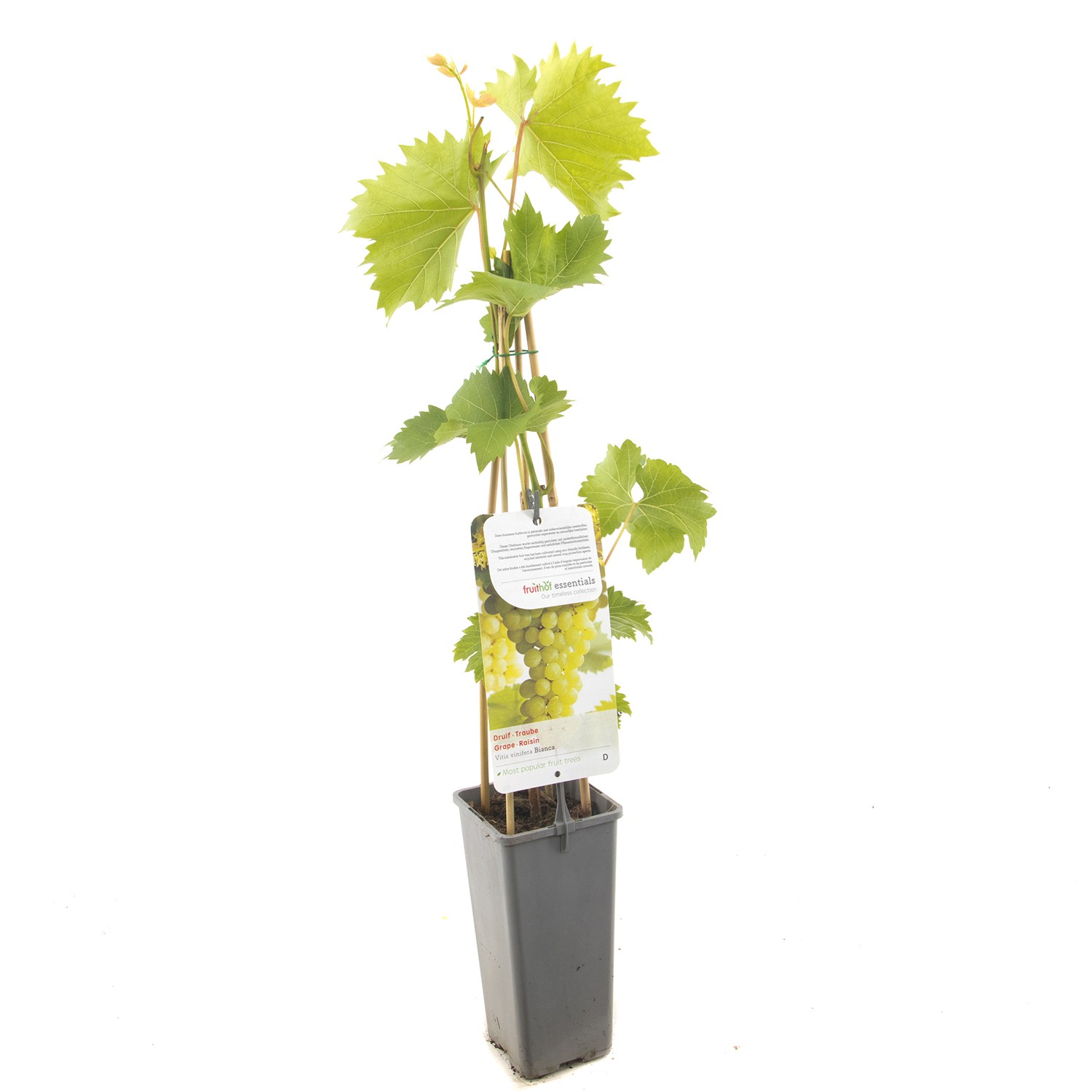 Vitis vinifera Bianca Witte druif fruitplant Fruithof - Fruithof