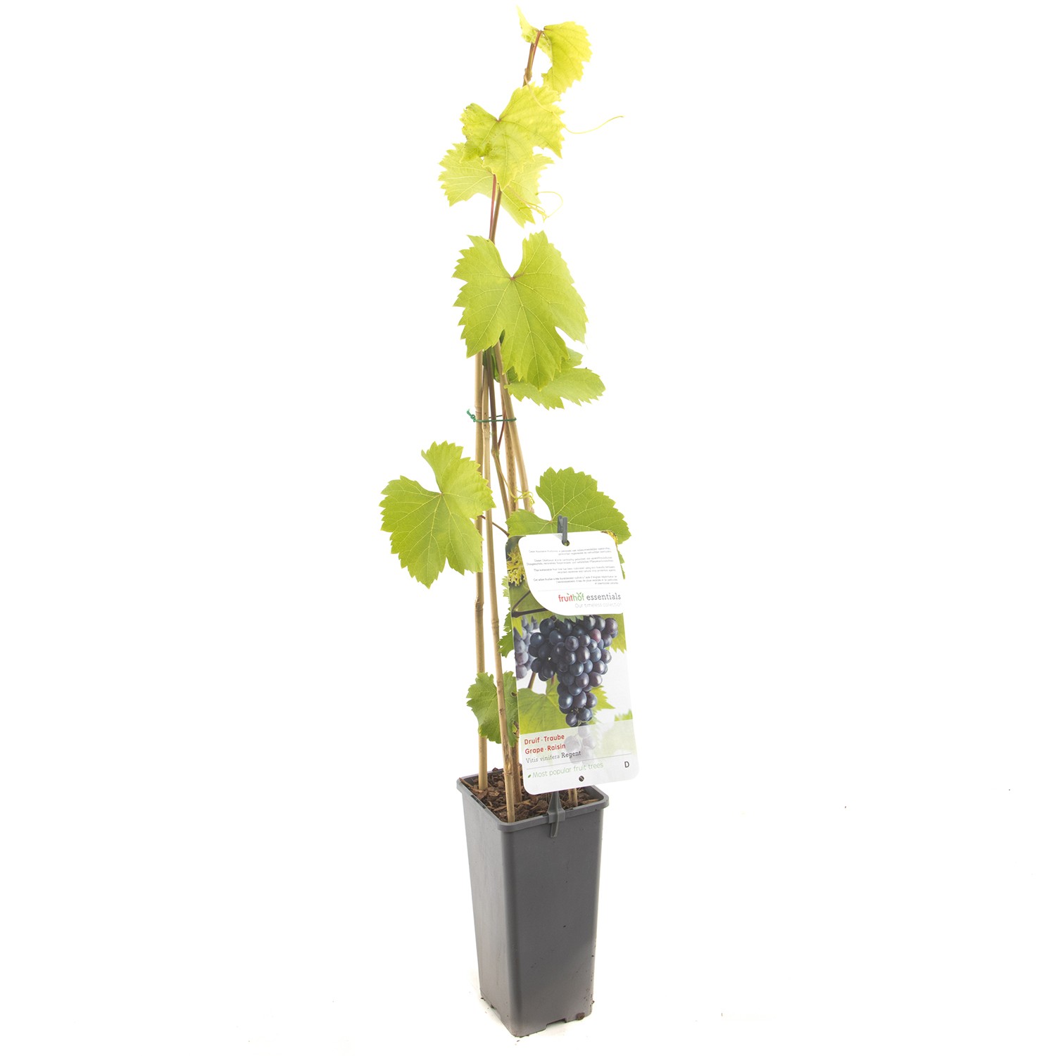 https://cdn.warentuin.nl/media/catalog/product/1/7/1778717755064387_fruithof_fruitplant_vitis_vinifera_regent_blauwe_druif_89c5.jpg