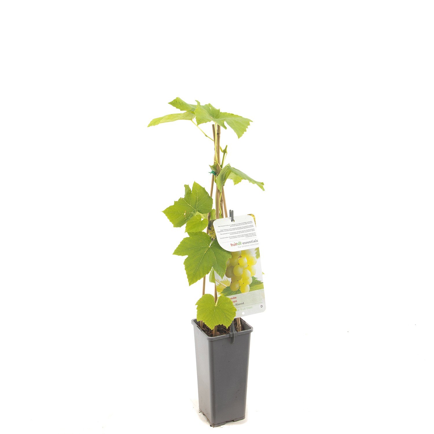 Fruithof Vitis vinifera Himrod Witte druif fruitplant  - 
