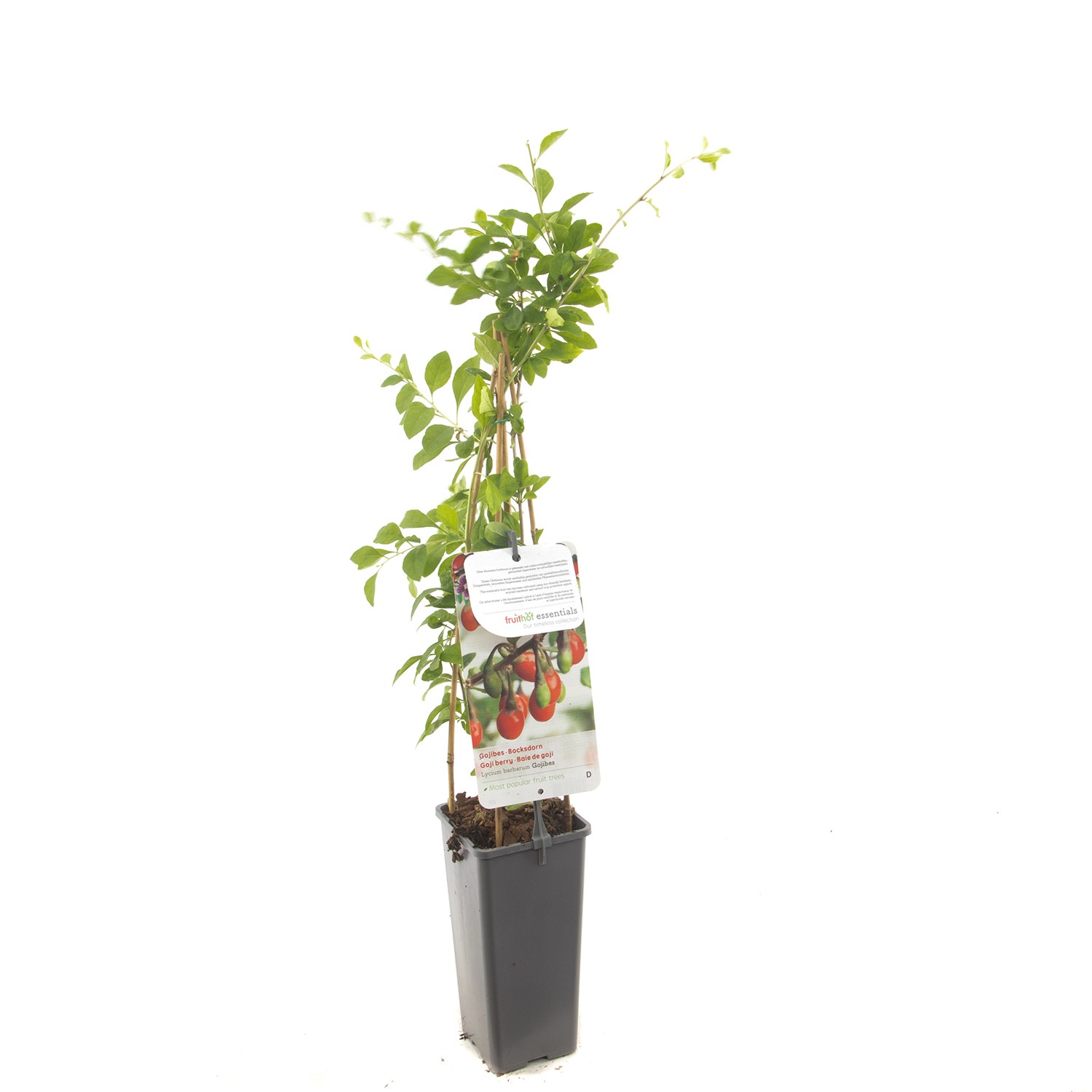 Lycium barbarum Gojibes Gojibes fruitplant Fruithof - Fruithof