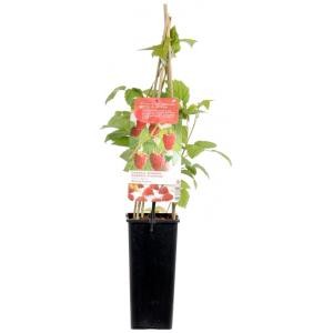 https://cdn.warentuin.nl/media/catalog/product/1/7/1778717755064592_eurofleur_tuinaccesoires_rubus_ideaus_malling_promise_c39d.jpg