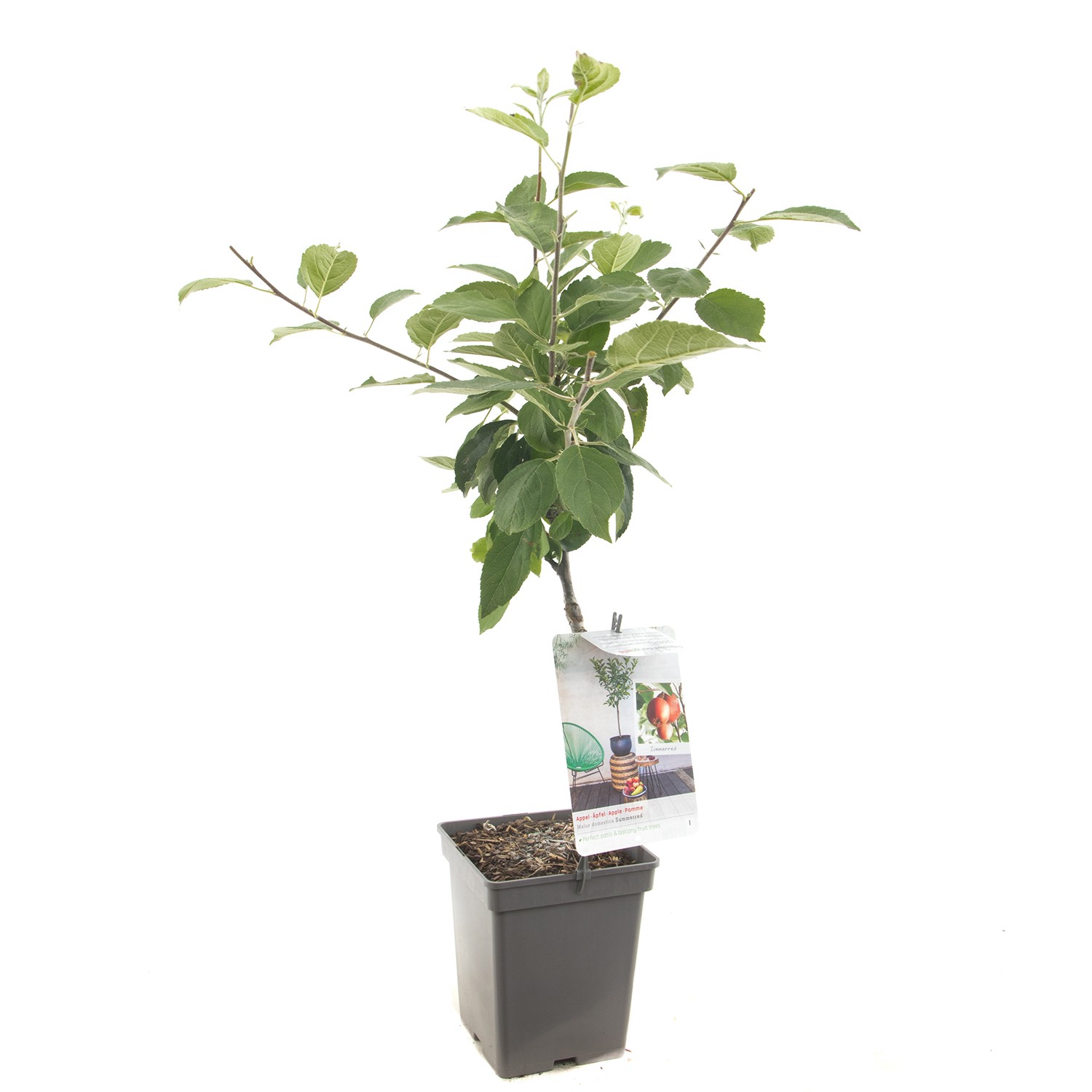 Malus domestica Summerred Rode handappel Patio fruitplant Fruithof - Fruithof