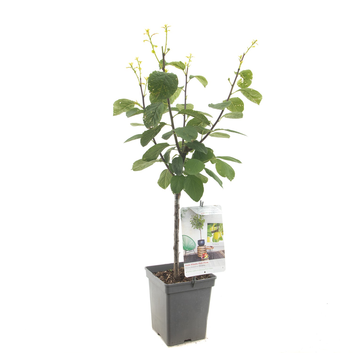 Prunus domestica Ontario Pruim Patio fruitplant Fruithof - Fruithof