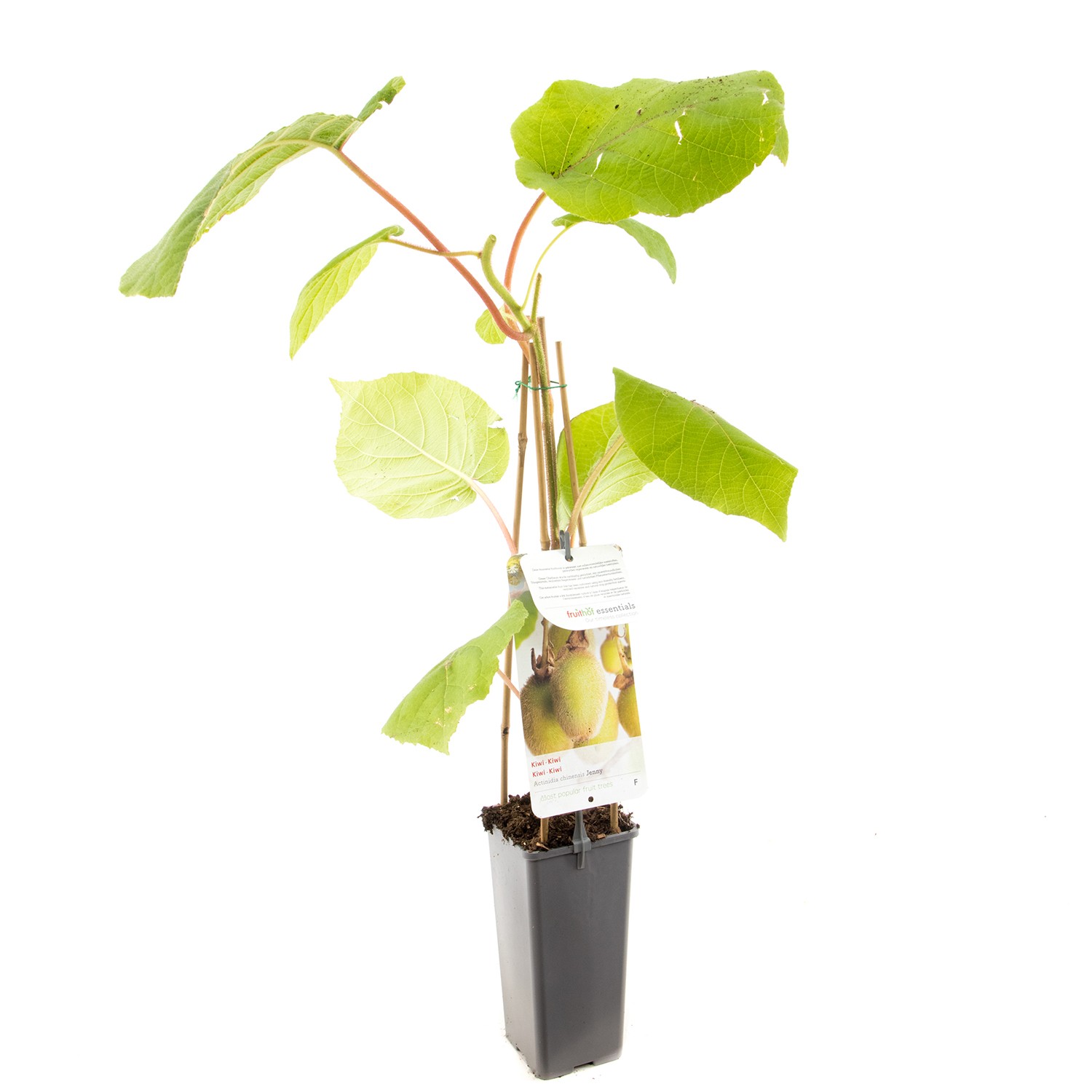 Actinidia chinensis Jenny Zelfbestuivende kiwi fruitplant Fruithof - Fruithof