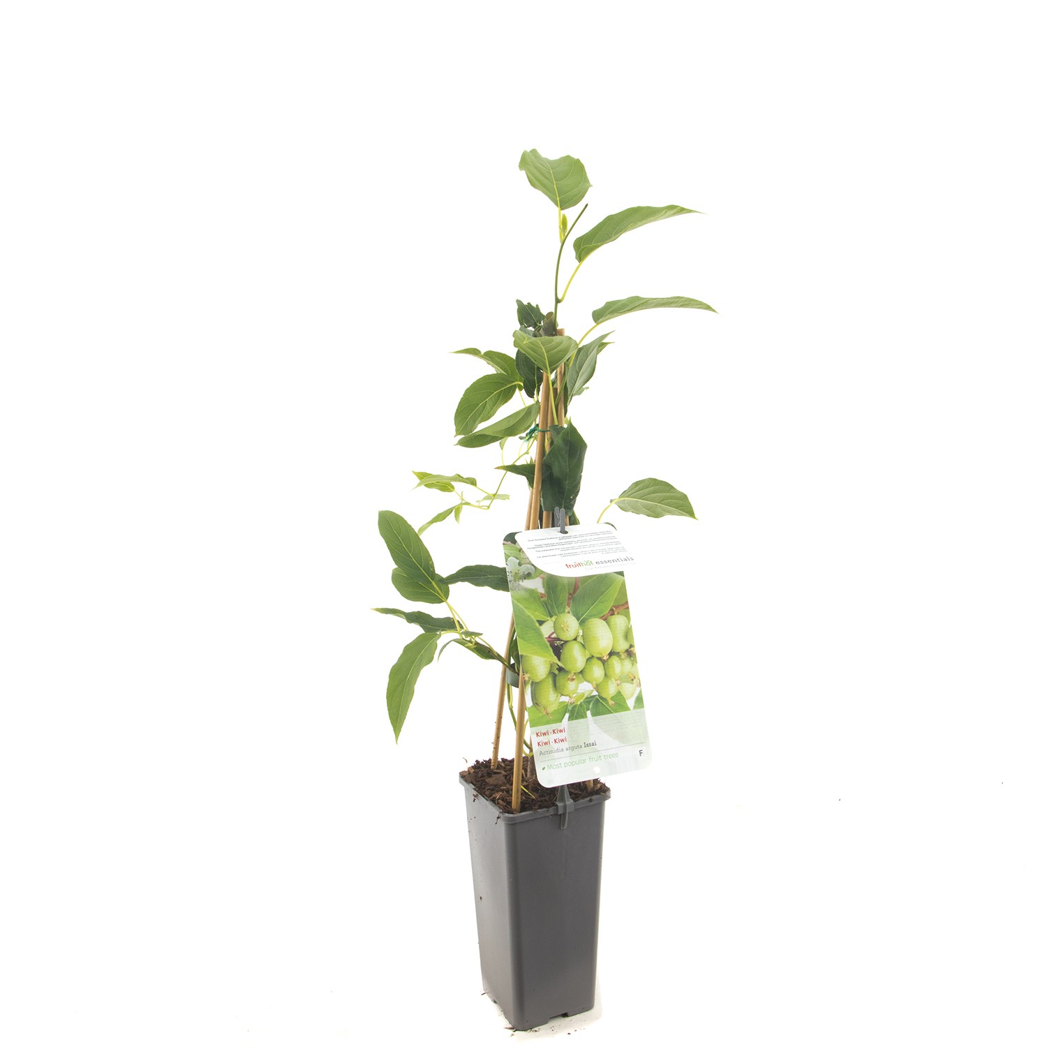 Actinidia Arguta Issai Zelfbestuivende mini-kiwi fruitplant Fruithof - Fruithof
