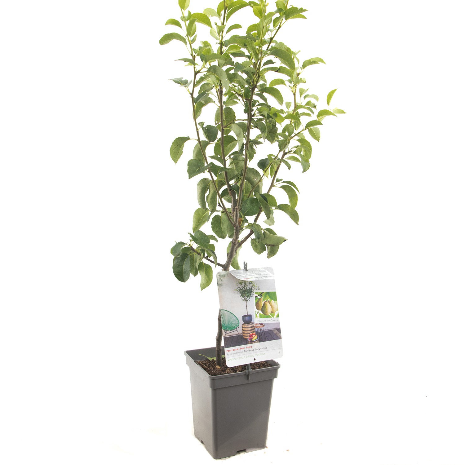 Pyrus communis Rode Doyenne du Comice Hand- of bewaarpeer met rode blos Patio fruitplant Fruithof - Fruithof