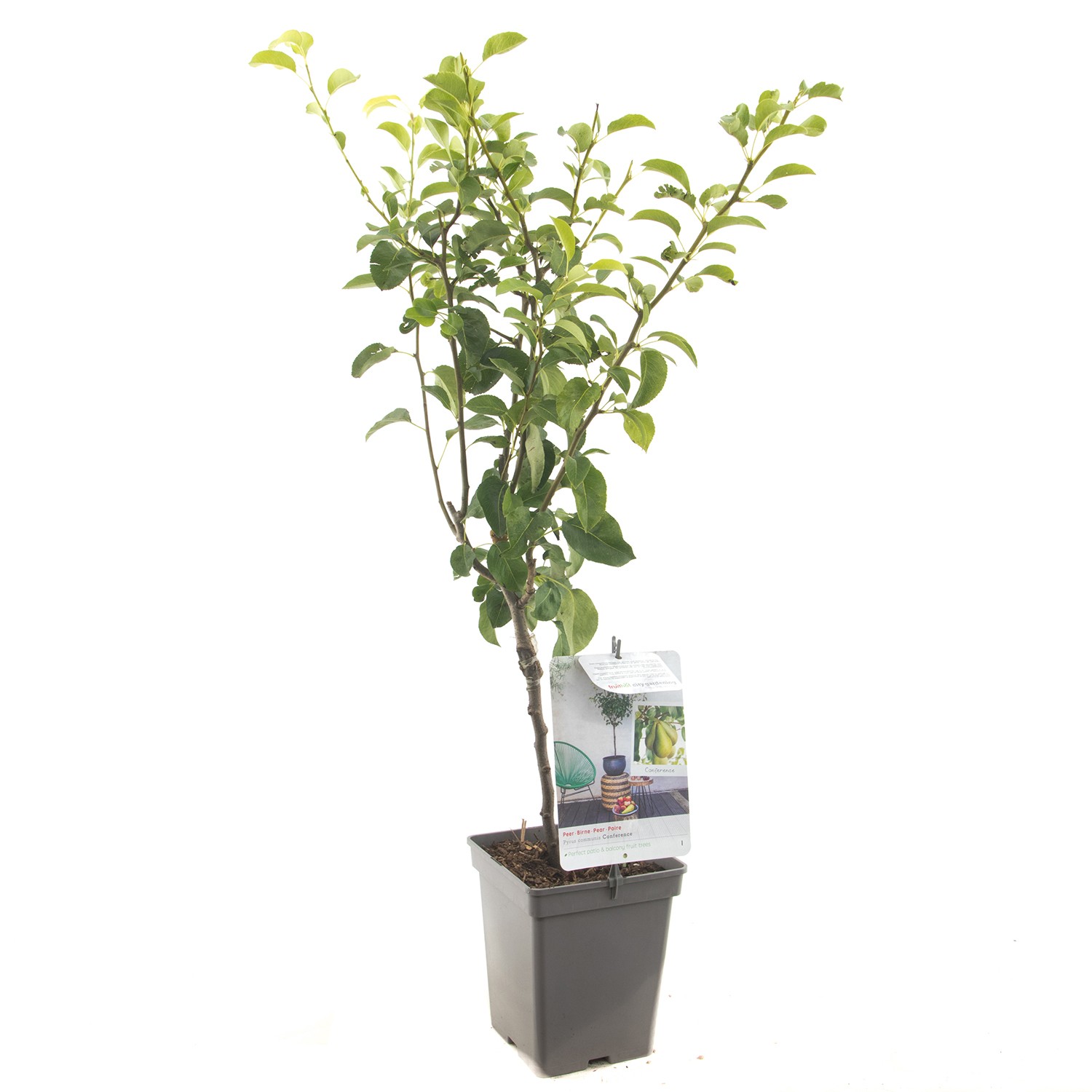https://cdn.warentuin.nl/media/catalog/product/1/7/1778717755064790_fruithof_fruitplant_pyrus_communis_conference_hand_of_bewaarpe_58d9.jpg