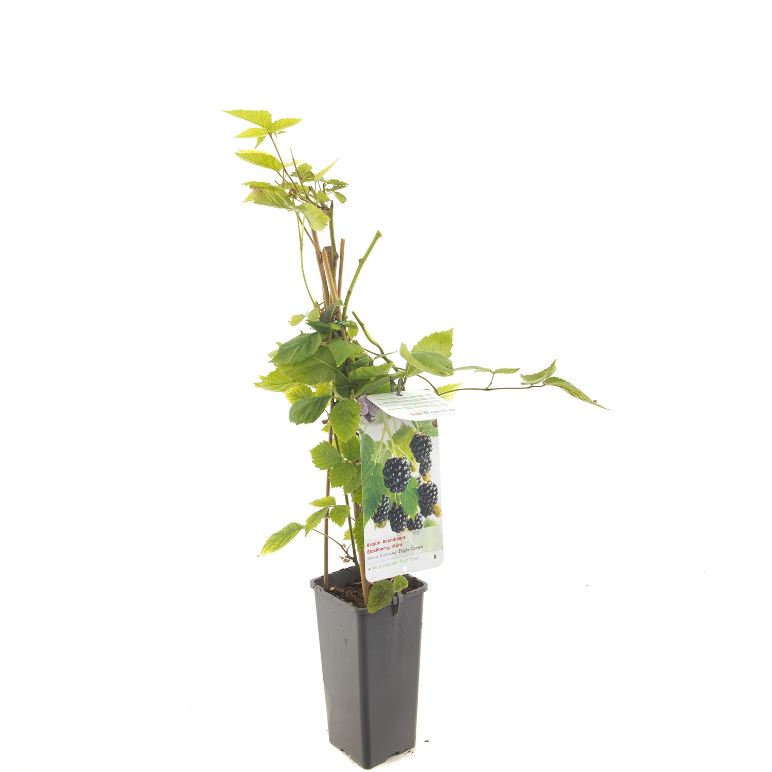https://cdn.warentuin.nl/media/catalog/product/1/7/1778717755067036_fruithof_fruitplant_rubus_fruticosus_triple_crown_doornloze_br_24fe.jpg