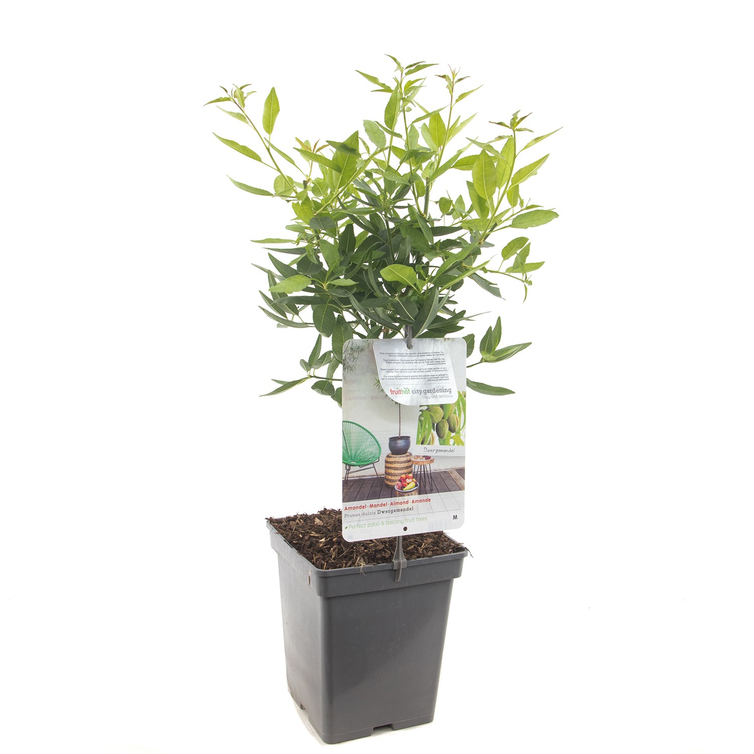 Dwergamandel fruitplant Fruithof - Fruithof