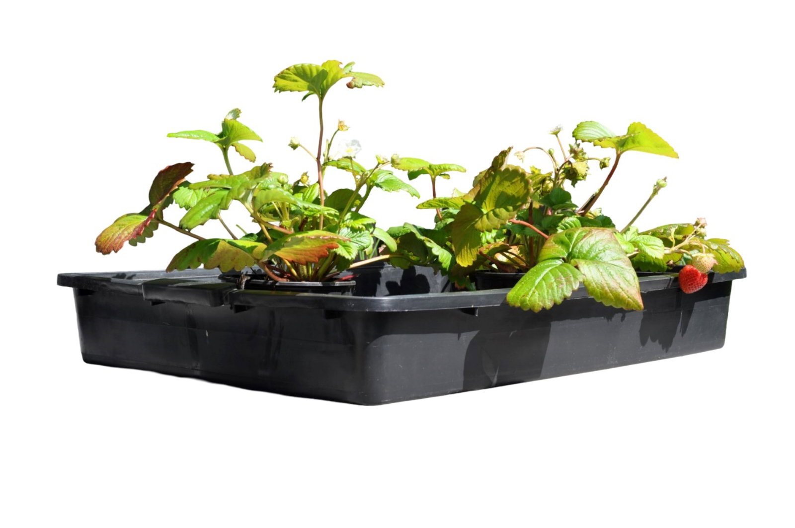 https://cdn.warentuin.nl/media/catalog/product/1/7/1778718226333025_slimkweken_accessoire_kweekbak_15_liter_zwart__cf58.jpg