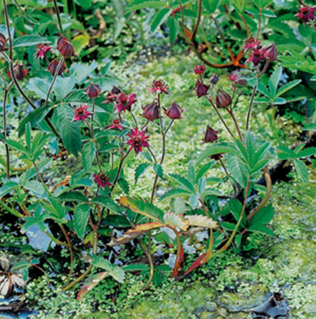 https://cdn.warentuin.nl/media/catalog/product/1/7/1778718226850287_moerings_water__en_moerasplanten_geranium_palustris_potmaat_p9_6766.jpg
