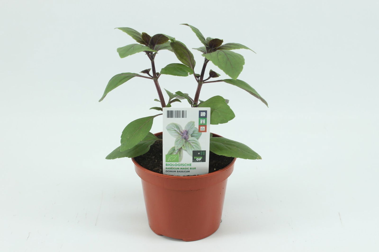 https://cdn.warentuin.nl/media/catalog/product/1/7/1778718531416598_2_tuin_op_tafel_gewassen_basilicum_magic_blue_5c93.jpg