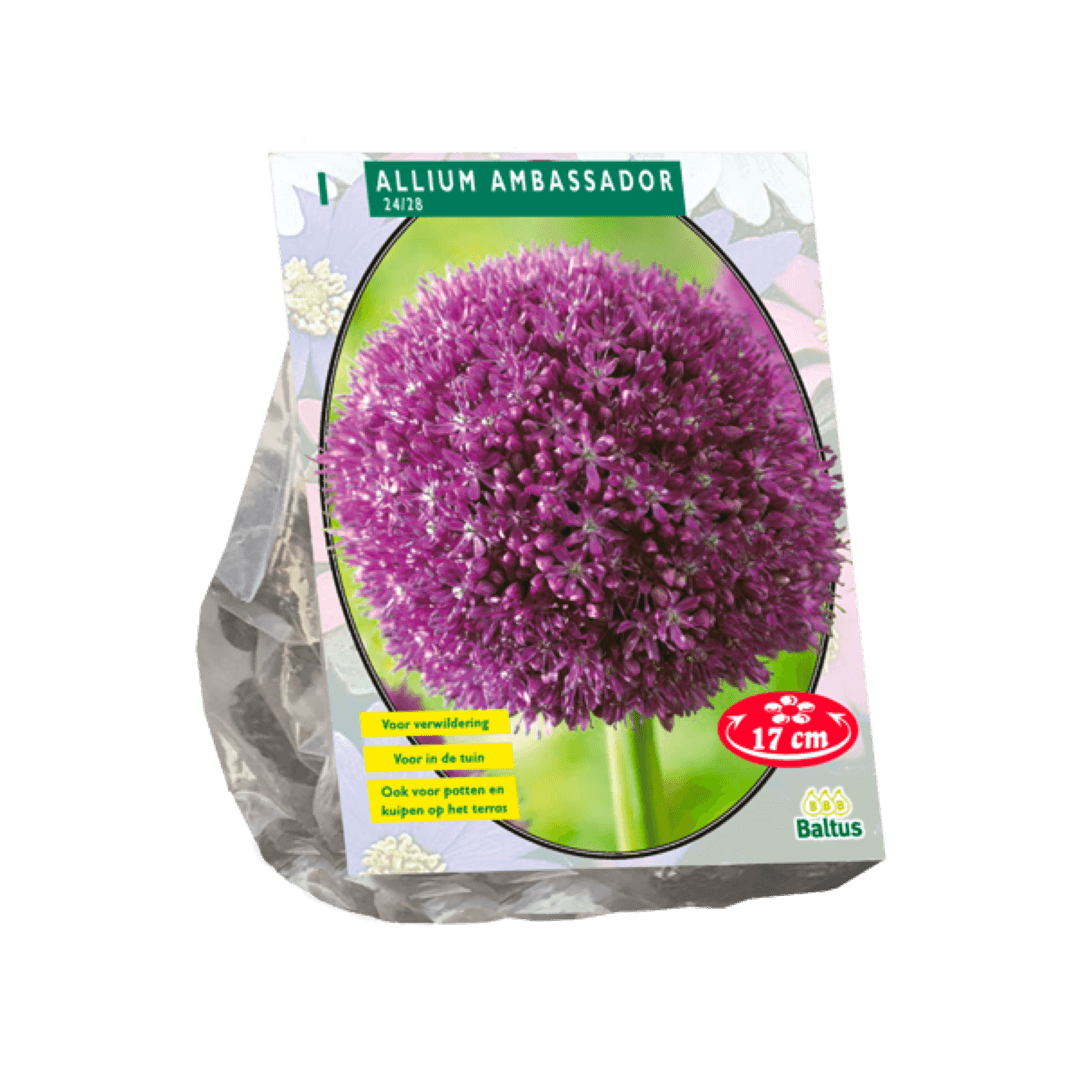 Allium Ambassador per 1 Baltus - Baltus
