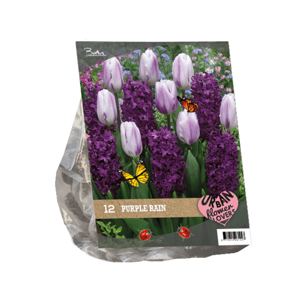 Urban Flowers - Purple rain per 12 Baltus - Baltus