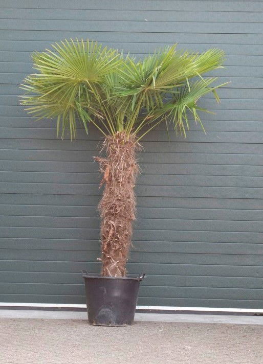 Chinese waaierpalm Trachycarpus Fortunei h 240 cm st. h 150 cm Warentuin Natuurlijk