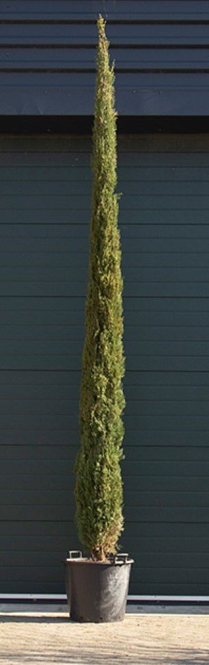 Italiaanse cipresboom Cupressus sempr. Pyramidalis h 425 cm Warentuin Natuurlijk