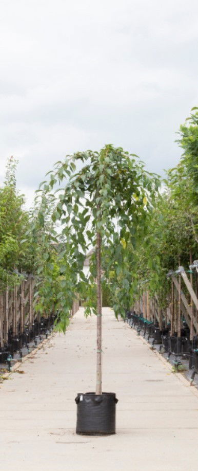 Japanse treur sierkers Prunus serrulata Kiku shidare zakura h 265 cm st. omtrek 12 cm st. hoogte 220 cm Warentuin Natuurlijk