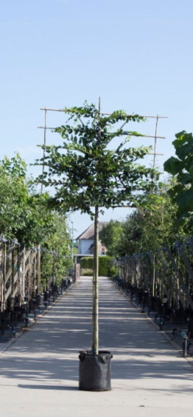 Haagbeuk als leiboom Carpinus betulus h 270 cm st. omtrek 10 cm st. h 150 cm Warentuin Natuurlijk