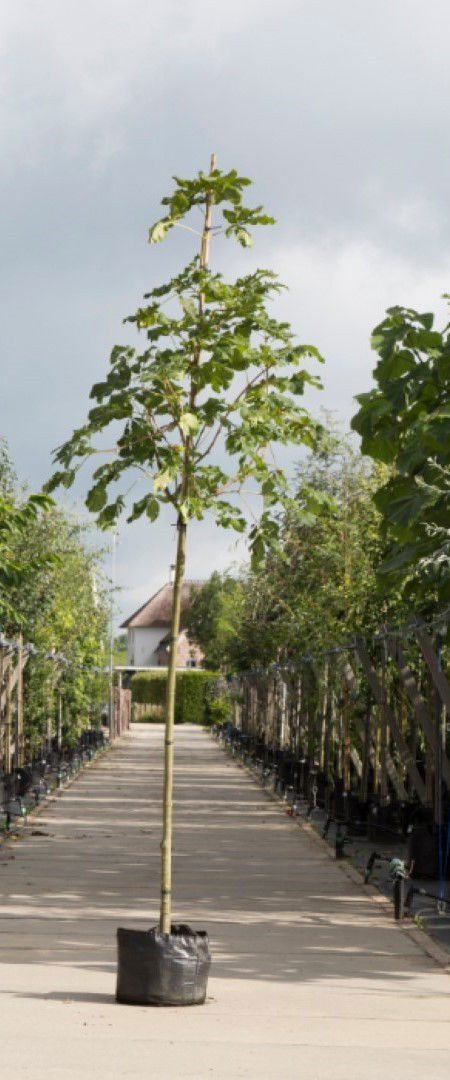 Paardenkastanje Aesculus hippocastanum h 350 cm st. omtrek 12 cm Warentuin Natuurlijk