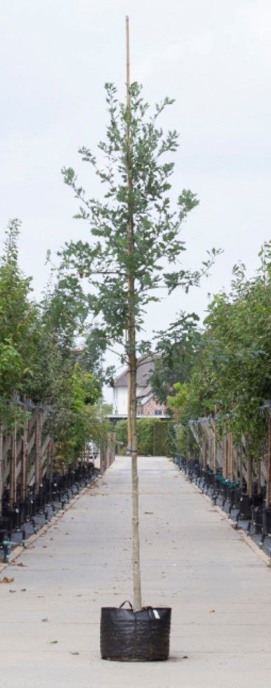 https://cdn.warentuin.nl/media/catalog/product/1/7/1778719325604924_warentuin_natuurlijk_boom_zomereik_quercus_robur_max_h_3_46ed.jpg