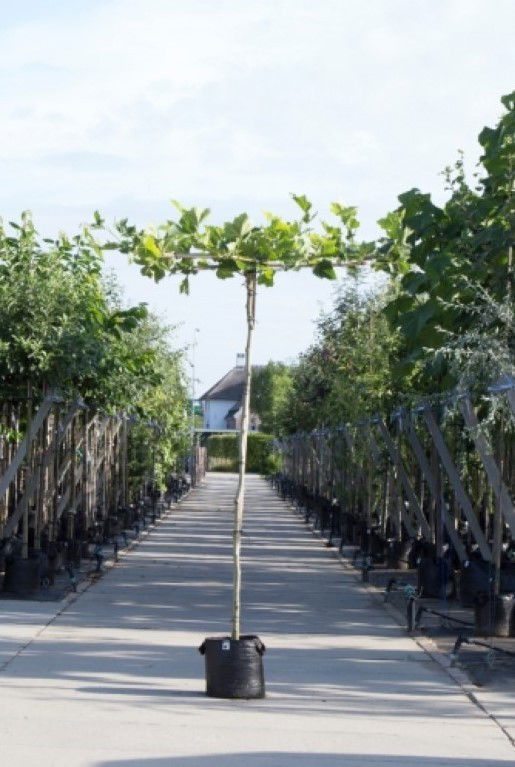Plataan kruisdak Platanus hispanica h 210 cm st. omtrek 10 cm st. h 200 cm - Plataan kruisdak Platanus hispanica h 210 cm st. omtrek 10 cm st. h 200 cm -