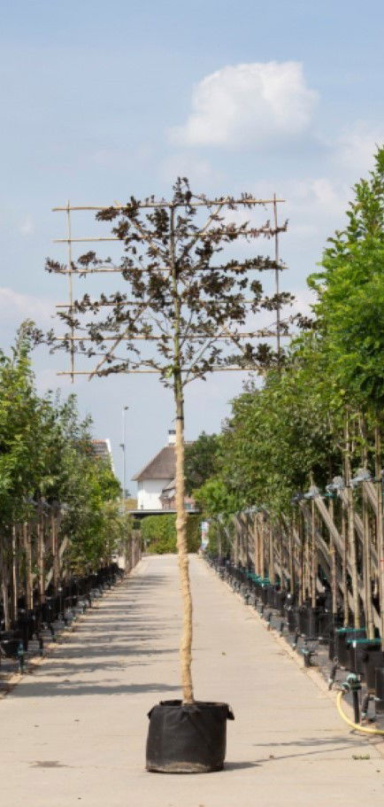 Rode beuk als leiboom Fagus syl. Atropunicea h 270 cm st. omtrek 10 cm st. h 150 cm Warentuin Natuurlijk