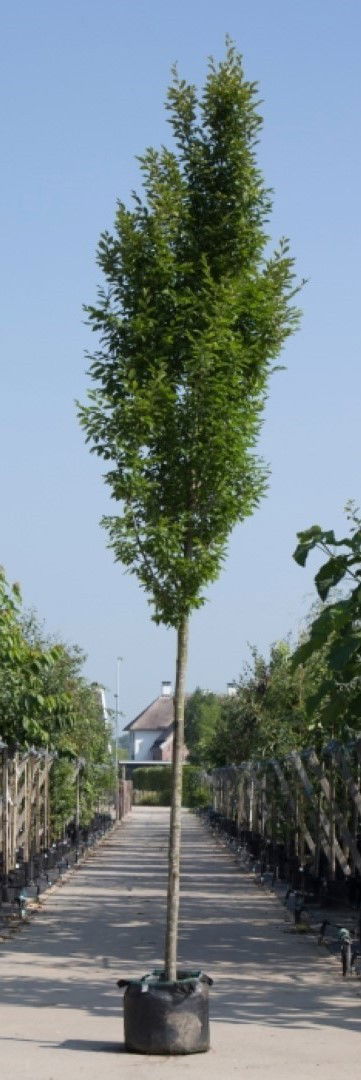 https://cdn.warentuin.nl/media/catalog/product/1/7/1778719325725940_warentuin_natuurlijk_boom_zuil_haagbeuk_carpinus_betulus_3aab.jpg