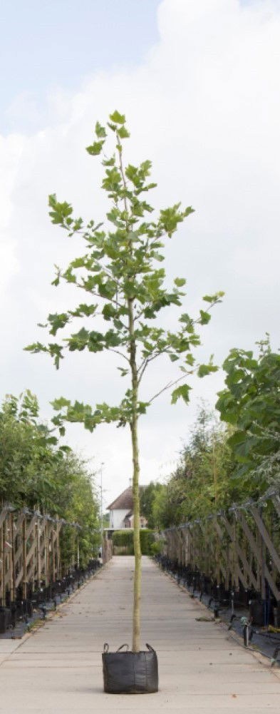 Platanenboom Platanus hispanica h 250 cm st. omtrek 8 cm Warentuin Natuurlijk