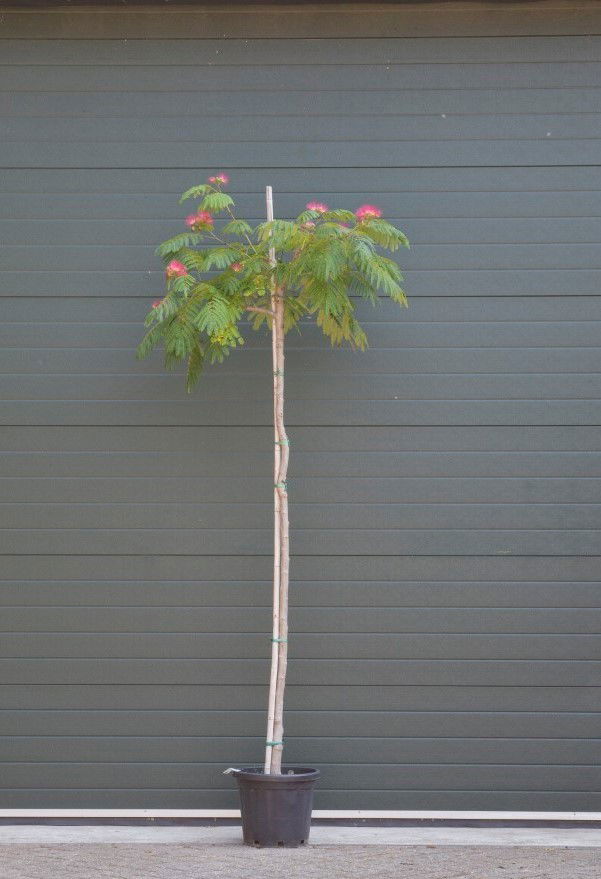 Perzische slaapboom Albizia julibrissin h 260 cm st. omtrek 11 cm Warentuin Natuurlijk