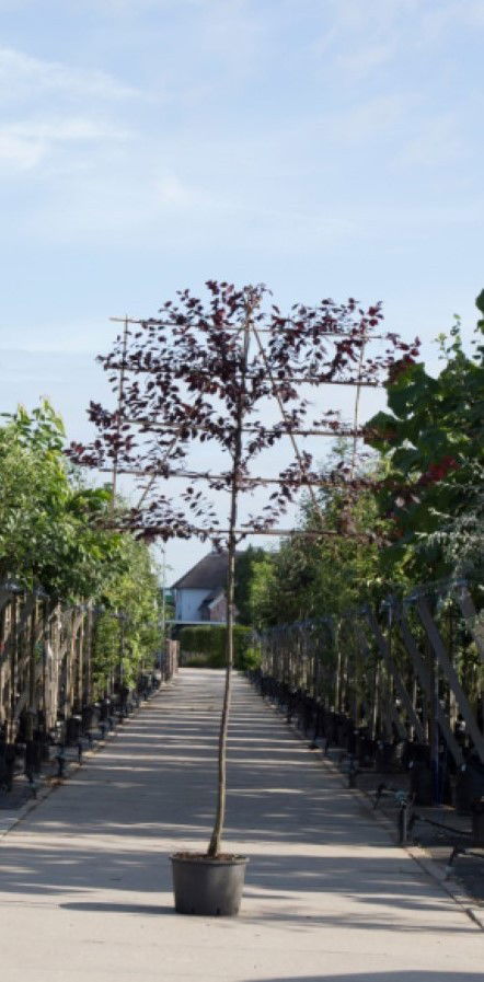 Sierpruim als leiboom Prunus cerasifera Nigra h 270 cm st. omtrek 6 cm st. h 150 cm Warentuin Natuurlijk