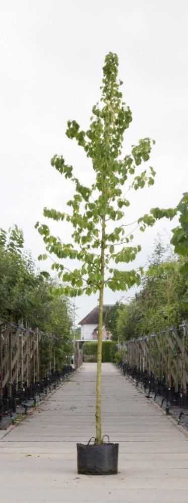 Boomhazelaar Corylus corlurna h 350 cm st. omtrek 12 cm Warentuin Natuurlijk