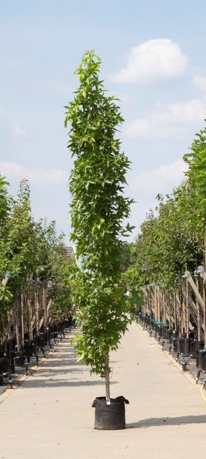 https://cdn.warentuin.nl/media/catalog/product/1/7/1778720174420085_2_warentuin_natuurlijk_boom_zuil_amberboom_liquidambar_sty_9663.jpg